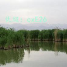 ǱĬ